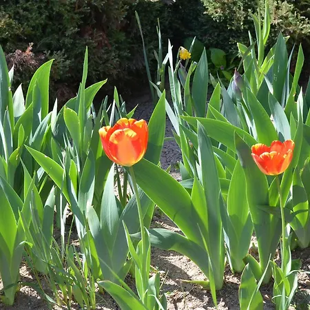 班基雅宫酒店 酒店